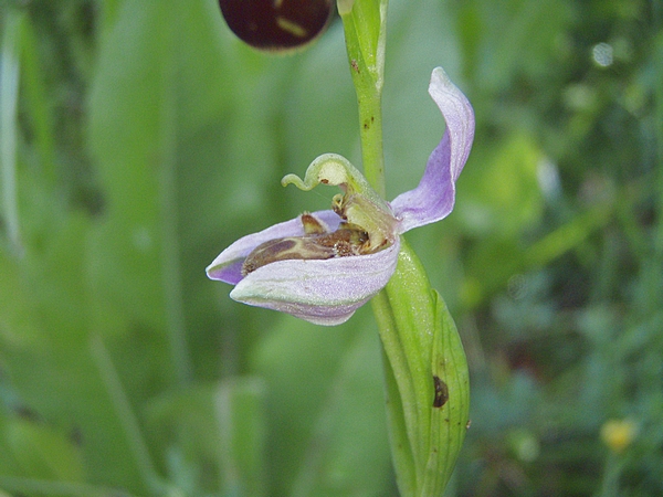 Anacamptis pyramidalis, Ophrys apifera, Orchis coriophora